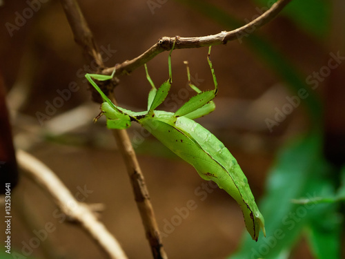 Linnaeus leaf insect (Phyllium siccifolium)