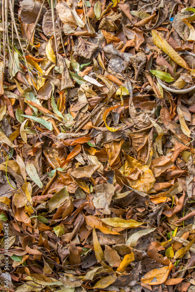 Background of dry leafs Background of dry leafs