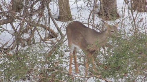 Deer eating berries in the snow