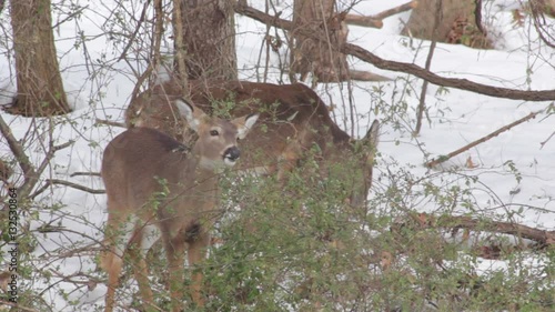 Deer eating berries in the snow