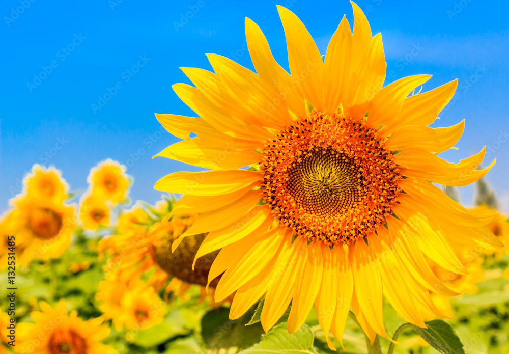 Close up of beautiful sunflowers, yellow flower blooming in nature garden, on against a bright blue sky background. selective focus. Close up of beautiful sunflowers, yellow flower blooming in nature garden, on against a bright blue sky background. selective focus.