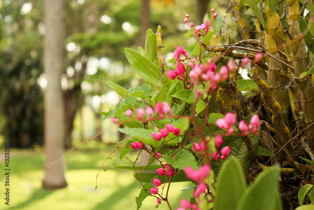 Obraz premium flor pequena