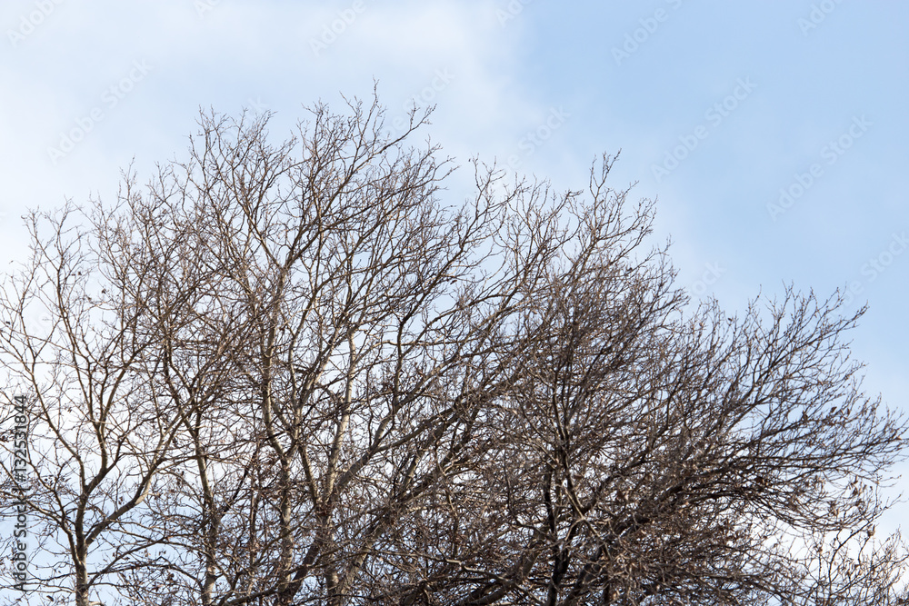 leafless tree branches against the blue sky leafless tree branches against the blue sky