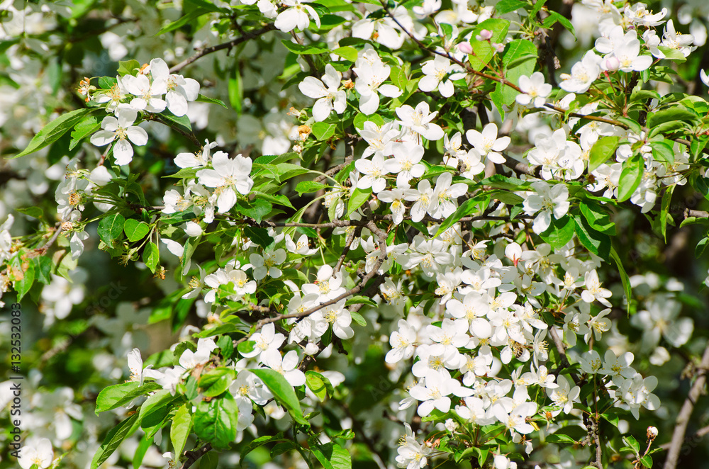 Blossoming of plum flowers in spring time with green leaves, macro Blossoming of plum flowers in spring time with green leaves, macro