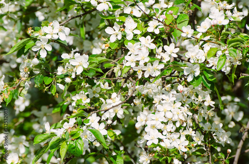Blossoming of plum flowers in spring time with green leaves, macro
