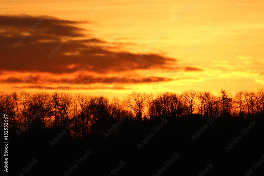 Treetops burning in the sunset in December