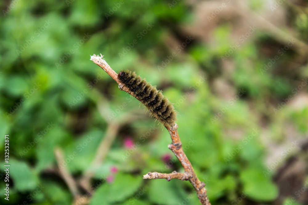 Hairy caterpillars sit on stick