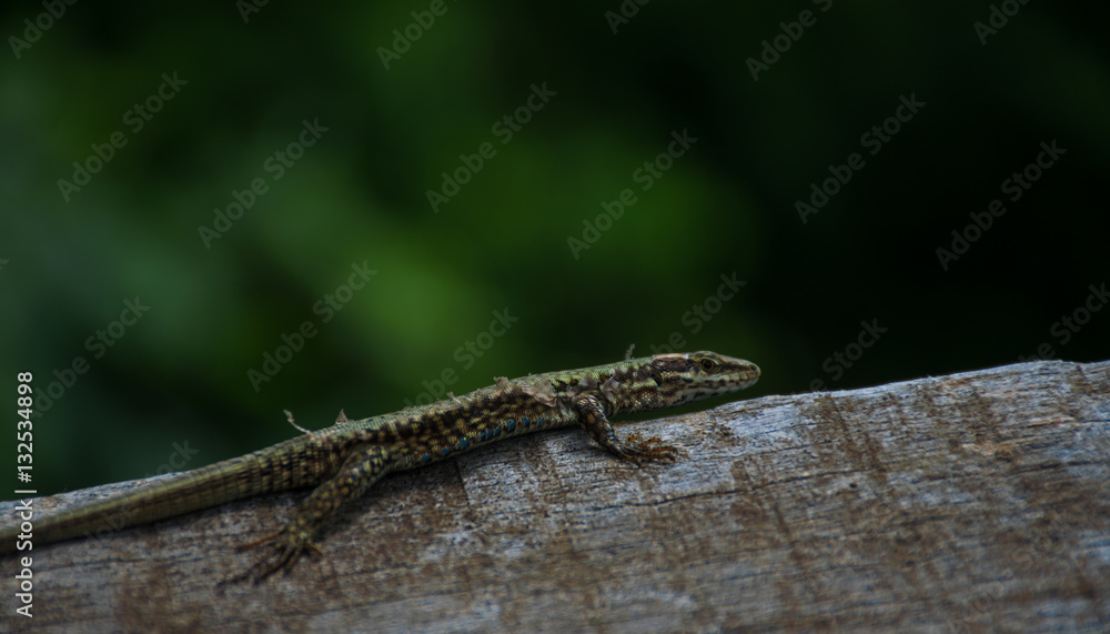 Forest lizard, Gecko, Wildlife animal. lizard eat insect for food Forest lizard, Gecko, Wildlife animal. lizard eat insect for food