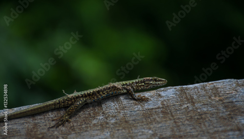 Forest lizard  Gecko  Wildlife animal. lizard eat insect for food