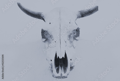 bull scull