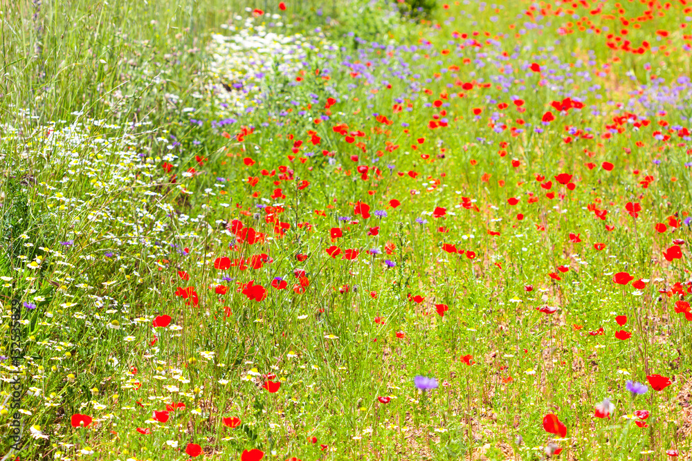 Field of wild red poppies on a sunny summer day / Red poppies in a summer meadow on sunny day. Horizontal shot