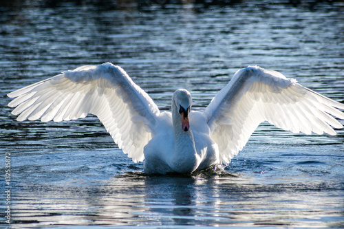 Swan spreading its wings