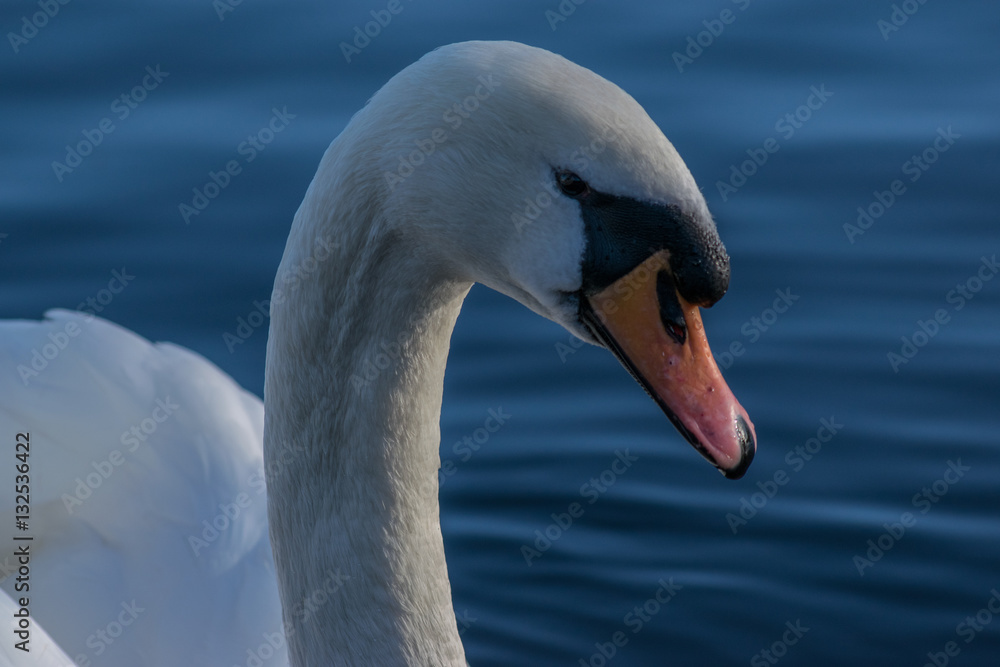 Swan head 1 of 4 Swan head 1 of 4