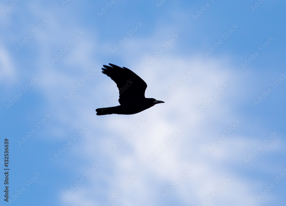 crows on the background of the sky with clouds crows on the background of the sky with clouds