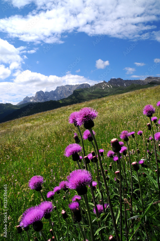 Obraz premium Beautiful Purples Flowers in Dolomites. Italy