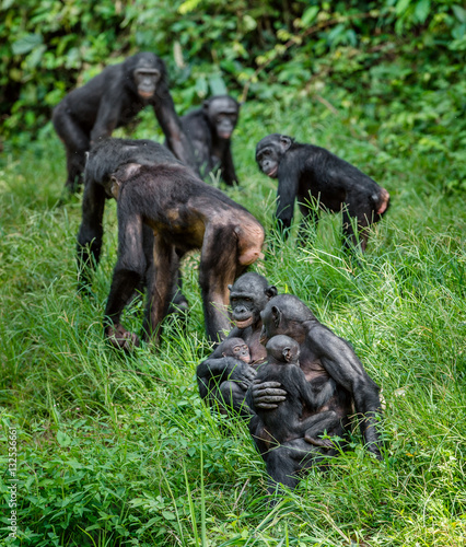 Bonobos in natural habitat. Green natural background. The Bonobo ( Pan paniscus), called the pygmy chimpanzee. Democratic Republic of Congo. Africa © Uryadnikov Sergey