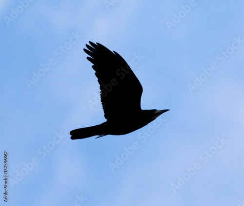 Crow on a background of blue sky
