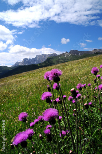 Beautiful Purples Flowers in Dolomites. Italy