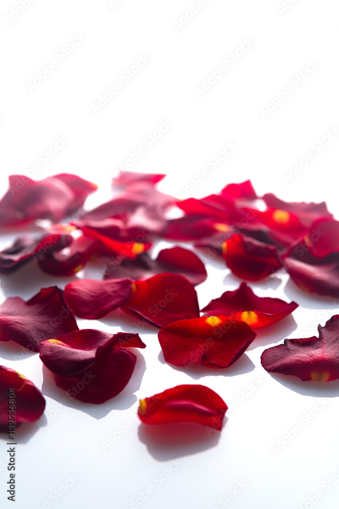 Fototapeta premium a lot of red rose petals on white
