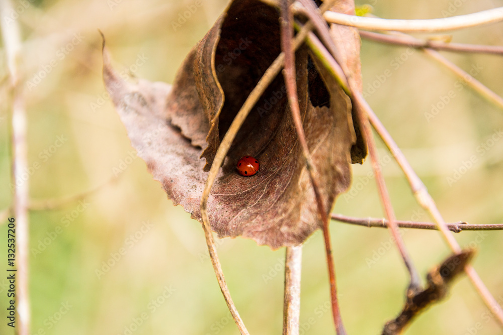Naklejka premium Ladybug on the leaf