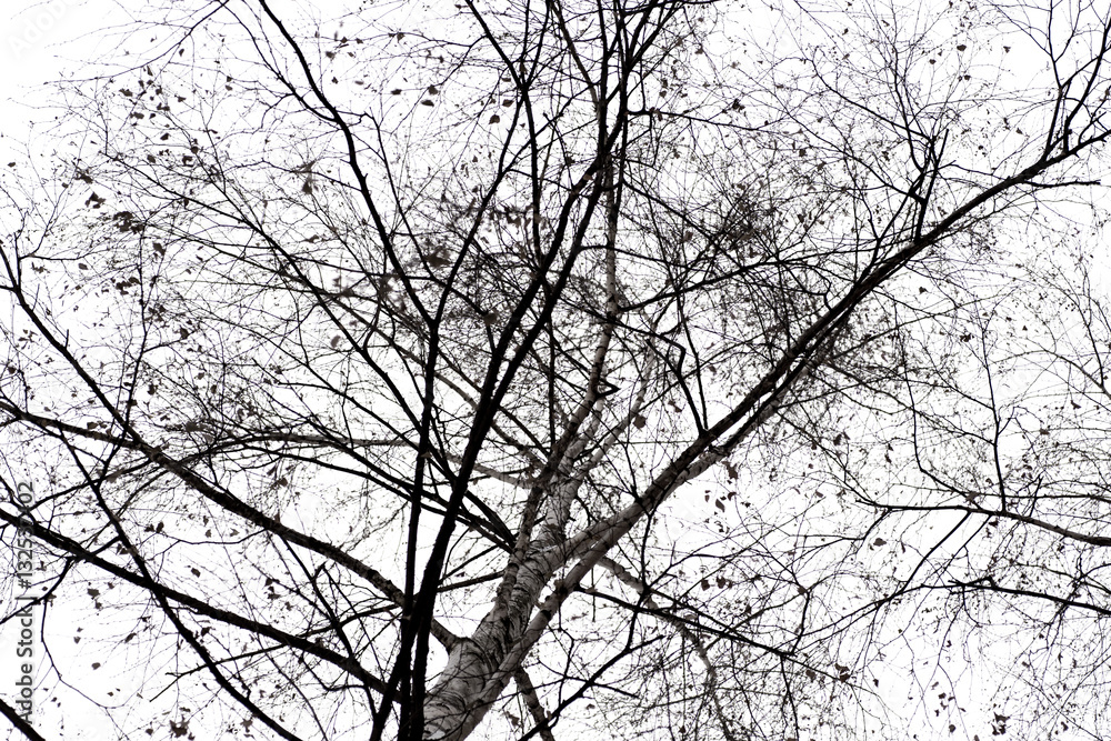 Branches Branches