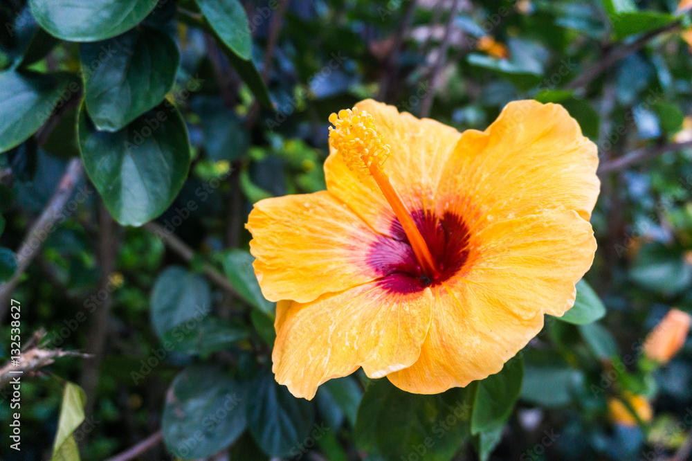 Yellow hibiscus in close up view for background Yellow hibiscus in close up view for background