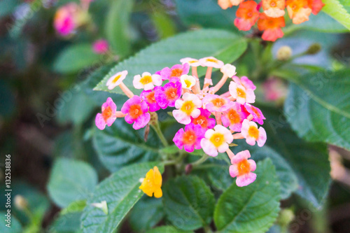 Close up view of Lantana Camara or known as tickberry photo