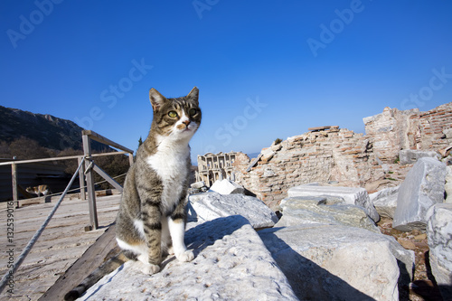Efes Antik Kenti Ve Kedi