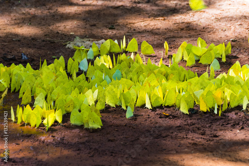 Lots of colorful yellow butterflies in a puddle in the Iguazu national park Argentina photo