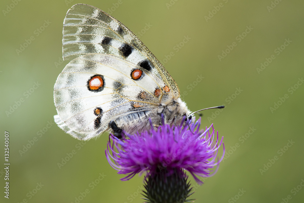 Butterfly (Parnassius Apollo Linnaeus) on Flower Purple thistle