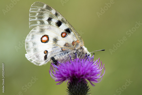 Obraz na płótnie Butterfly (Parnassius Apollo Linnaeus) on Flower Purple thistle w salonie