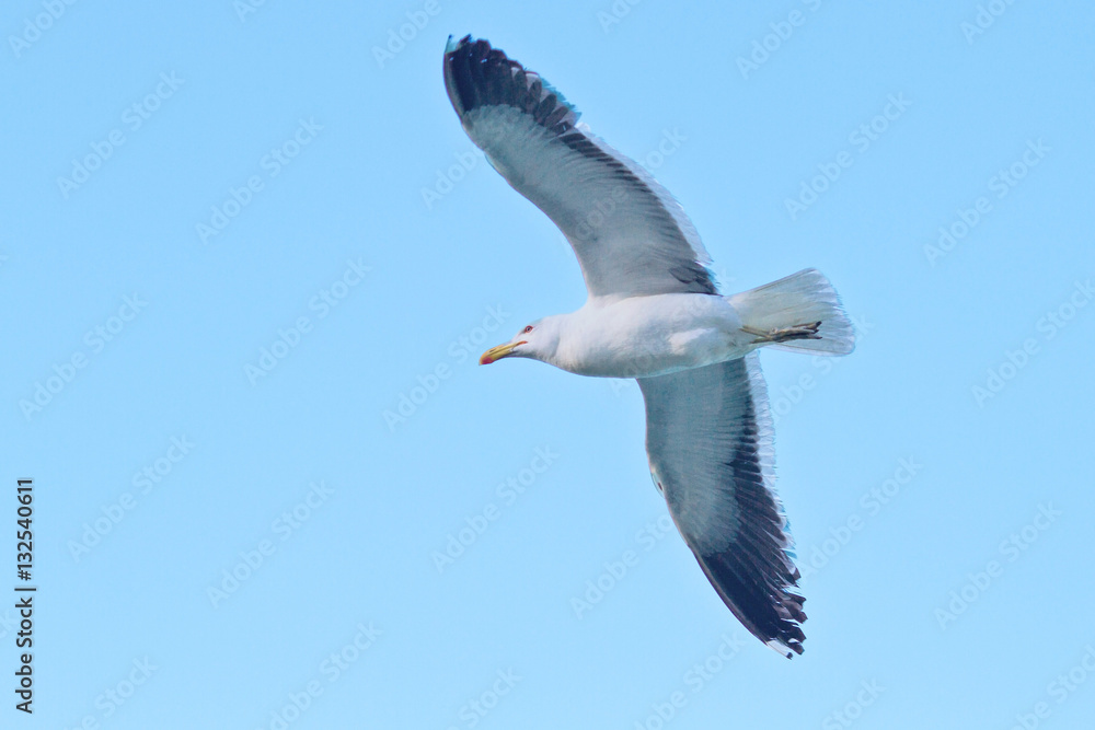 Seagull flying at blue sky in Buzios Beach, Rio de Janeiro, Brazil Seagull flying at blue sky in Buzios Beach, Rio de Janeiro, Brazil