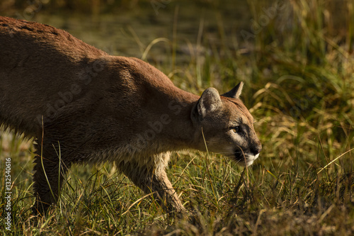 Cougar on the Hunt