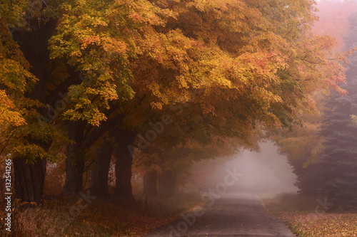 Foggy Fall Road