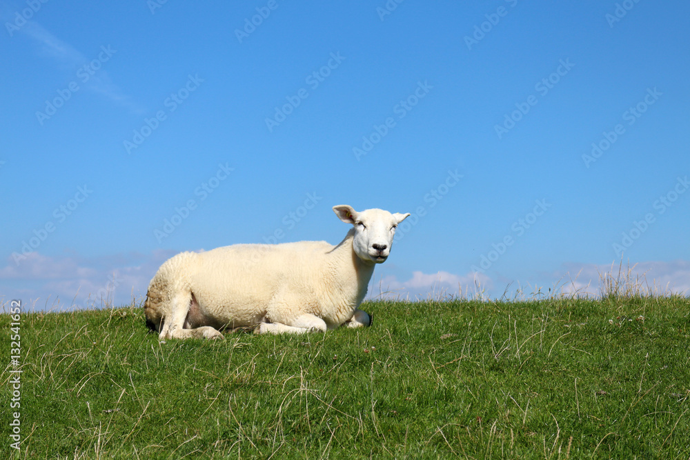 Obraz premium Am Deich