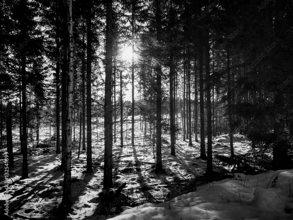 Fototapeta premium Tolstad forest B&W