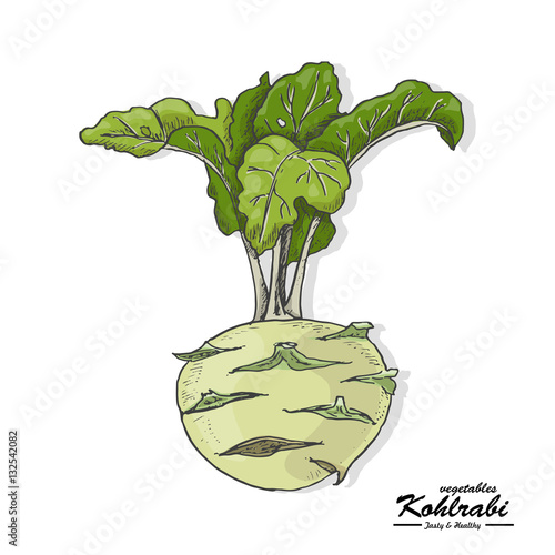 Colored kohlrabi in sketch style