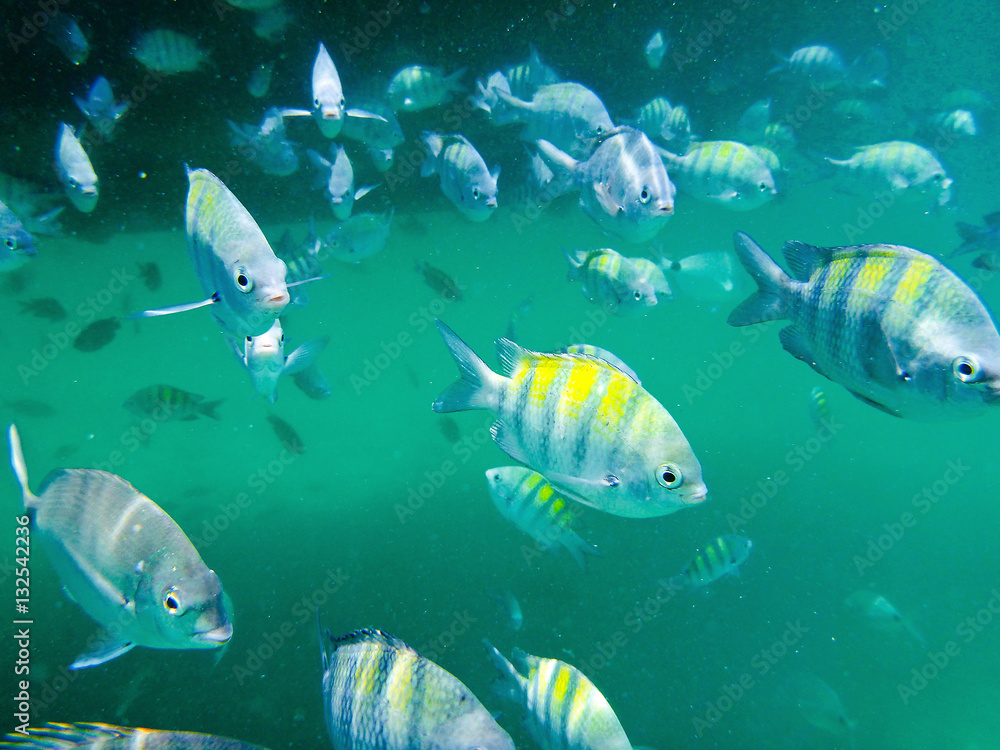 Fototapeta premium Shoal of sergeant major and silver porgy fishes