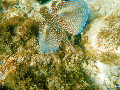 Flying gurnard fish on a underwater coral reef photo