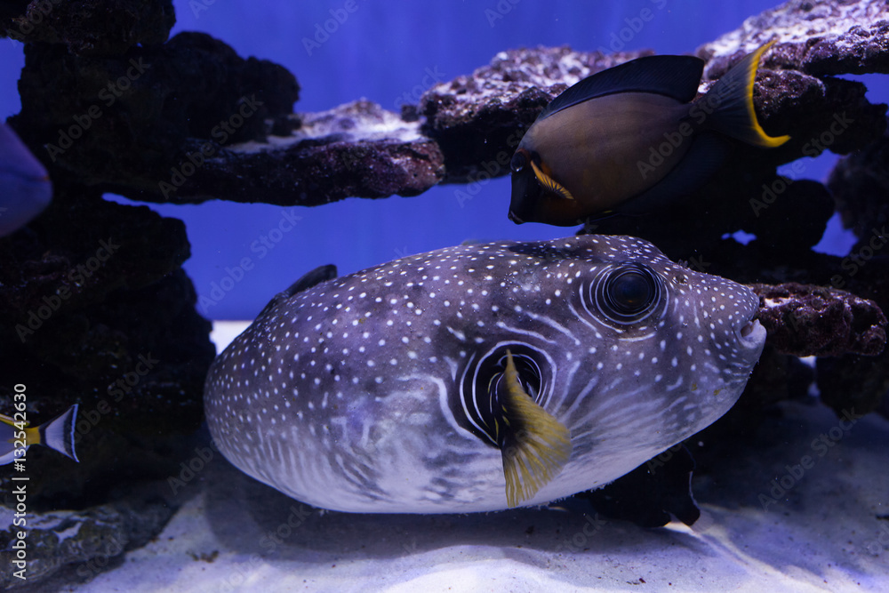 Obraz premium Portrait of a puffer fish