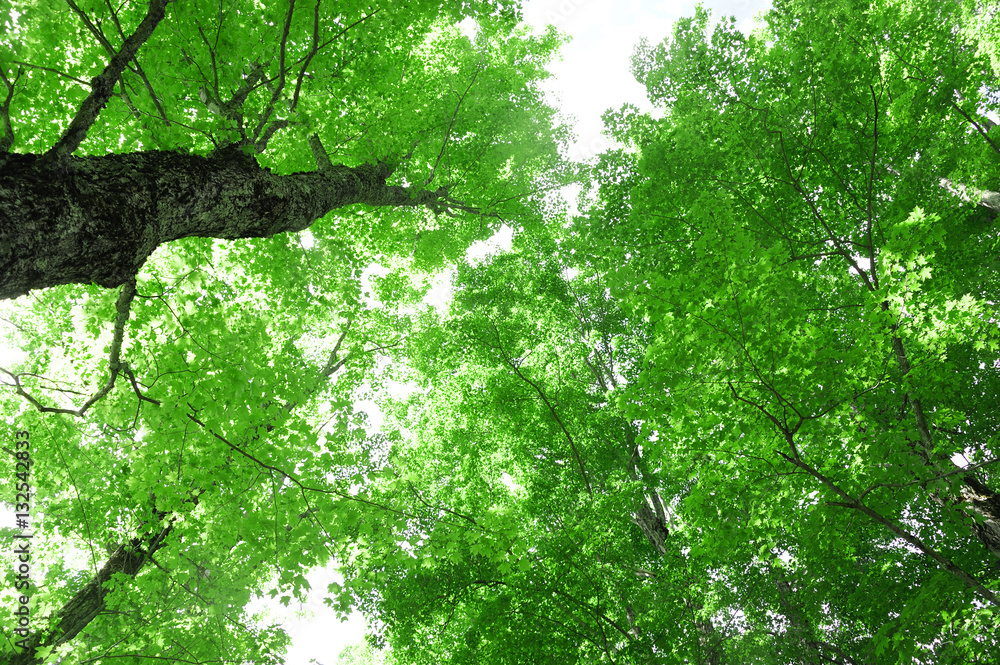Fototapeta premium low angle view of spring tree branch