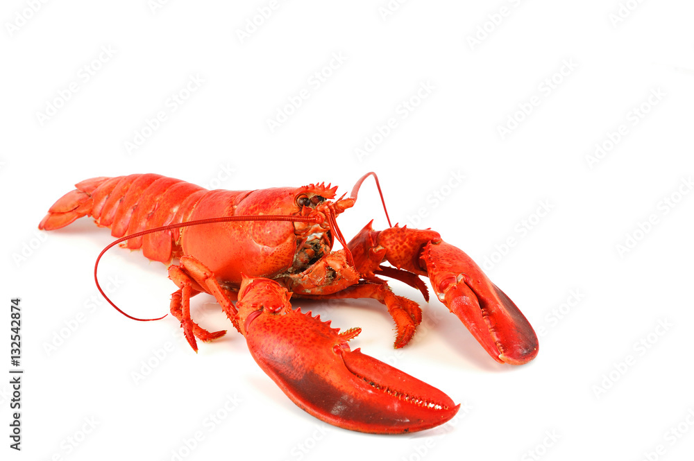 single cooked red lobster isolated on white background