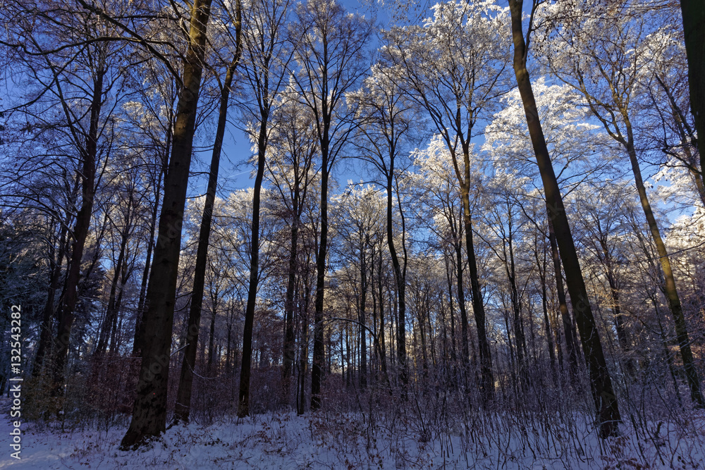 winter in forest with snow and blue sky winter in forest with snow and blue sky