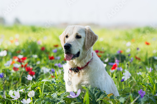 Golden retriever in the field of flowers
