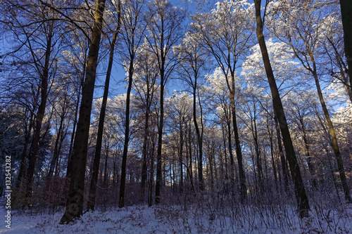 winter in forest with snow and blue sky