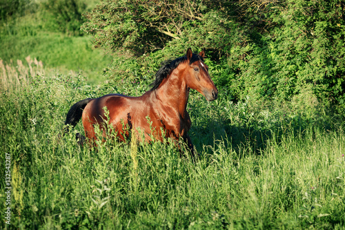 The bay horse running gallop on the field