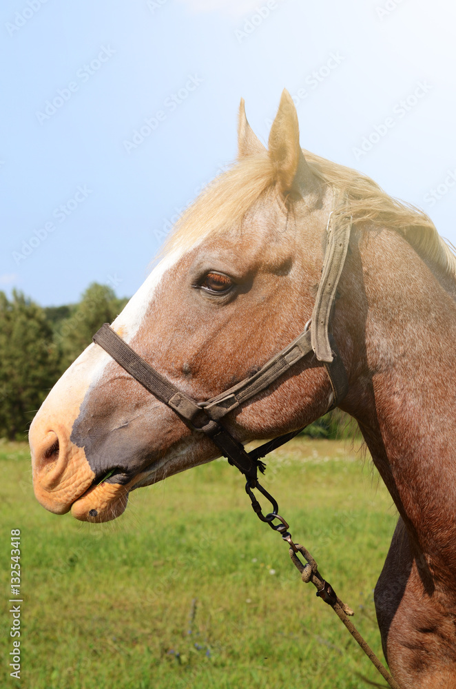 Obraz premium Brown horse feeding on a summer greenfield. Rustic scene background