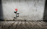 Single rose stencil graffitti on wall in London