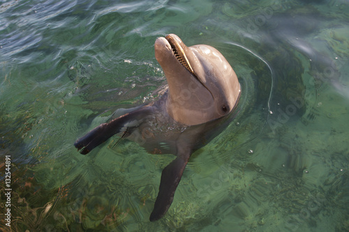 Bottle-nosed Dolphin Tursiops truncatus Bay Islands Honduras