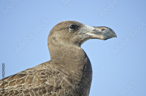 juvenile Pacific gull